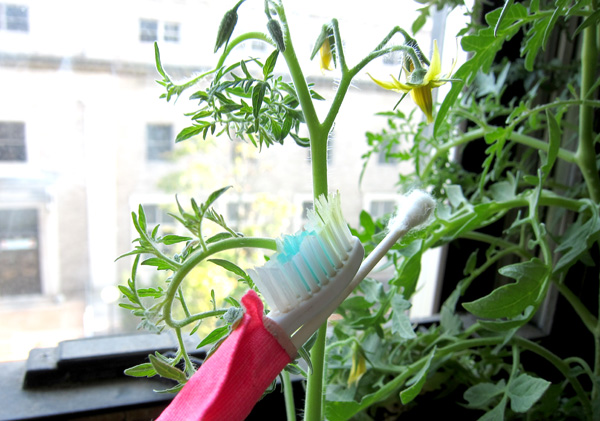 tootbrush-pollinating.jpg